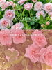 「＼Happy Mother's Day／いつもありがとうを大切なお母さんに」