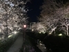 夜桜①「今さらナンですが、今年のサクラ」