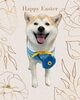 「Dog salon mofu mofu　余市町」