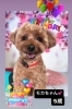 モカちゃん誕生日おめでとう❣️「誕生日おめでとう( ^ω^ )」