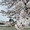 「🌸咲く」