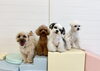 ジョアくん☆にこくん☆アモルくん☆ペチくん「ましゅまろ幼稚園🐾パート１」