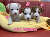 「ジャックラッセルテリア 続々登場！🐶」