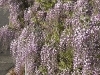 フジの花「フジの花が満開」