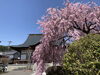 「🌸真福寺の桜、ただいま見ごろ！」