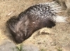 まるで寝息が聞こえそうな寝姿のヤマアラシ「動物の様子🐾」