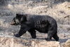 「【村上市・関川村】春の山は熊に注意！そろそろ出没シーズンです🐻【まいぷれ村上・地域情報発信中！】」