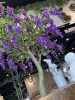 藤の大型樹木「FLORIST愛夢に新しく藤の花が咲きました🥀」