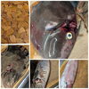 「【魚も酒も自ら厳選する瑞江の小料理屋】」