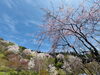 「平泉の西行桜の森へ。お弁当持って行ってきたよ！」