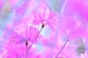 つつじもお待ちしております「桜も満開＆ミツバツツジも満開！」