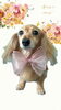 「Dog salon mofu mofu　余市町」
