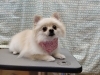 Amazon.co.jp: DOG One ペットドライヤー 犬 ブロワー 業務用