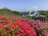 「ツツジ情報🌺」