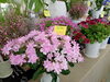 可愛いピンクのアジサイ。「春の花、続々入荷中！南魚沼でお花ならフローリストたかの。」