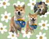 「Dog salon mofu mofu　余市町」