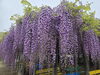 「【2025年4月～】藤の花が見頃を迎えています」