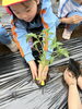 「トマトの苗植え🍅」