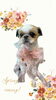 「Dog salon mofu mofu　余市町」