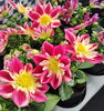 ダリア　きれい！「春の花　入荷！　石川農園 高月町 さんより花苗入荷しました。ダリア　マリーゴールド　アゲラタム　八王子産花苗　お花　花　八王子　八王子市　ガーデニング　フラワー　苗　八王子産　お土産」