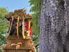 「【西条市 喜多川】禎祥寺（観音堂）の藤が見頃を迎えています！（2025年4月26日撮影）」