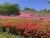 「西海橋ツツジ情報🌺」