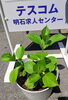 紫陽花っていつ咲くの❓️あと、1ヶ月位でしょうか「🌱 紫陽花を植えてみました【テスコム明石求人センター】明石市大明石町」