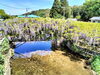 「毎年恒例の西寒田神社『ふじ祭り』に行ってきました！見ごろは４～５月です！まだ見ていない方は是非！【集団指導・個別指導】【王子・南大分・城南・上野ヶ丘・附属・大分西・大道・西の台・荏隈・金池・豊府】」