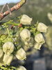 「ブルーベリーのお花畑　期間限定で公開します🫐」