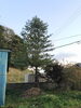 伐採予定の木です。近日中に伐採いたします(^^「GW全日営業いたします。」
