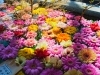 春らしい色合いのガーベラさん「第一回花手水開催中🌸」