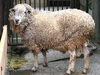 「5月11日（日）ヒツジ🐏の毛刈りを行います！」
