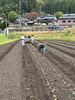 「キャベツの植え付け作業💡」