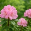 シャクナゲ「今日の花：シャクナゲ（石楠花）」
