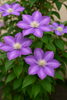 クレマチス「今日の花：クレマチス」