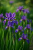 アヤメ「今日の花：アヤメ」