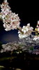 「◽︎今年の夜桜◽︎」