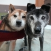 老犬介護にお困りではないですか？