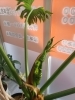 また新しい芽が出てきました。「カイロプラクティックで姿勢改善!デスクワークの方へのおすすめ」