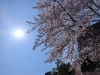 桜が美しい5月の晴れの日「5月のご予定」