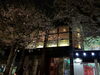 「夜桜を､楽しんでみませんか🌸及営業日のご案内です。  小樽のカクテル&ショットバー・ハーフトーン」