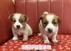 「出産ラッシュの最後組です！🐩」