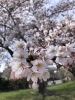 平磯公園の桜「今日明日15時から営業してます」
