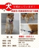 「迷い犬を保護しています【西条市丹原町今井277番地（※西条市立丹原保育所近辺）付近】」
