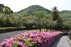 舞鶴引揚記念公園「引揚記念公園のツツジも見頃です🌺」