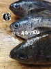 「タカベ入荷致しました！」