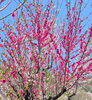 「花桃の苗木配布🌸キャンペーンのお知らせ【駒ヶ岳が見える道の駅】」