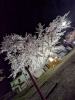 二段公園の夜桜「5月5日も沢山頑張ります」