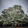 「矢合観音でなんじゃもんじゃの花が満開！井戸水のスポットにも注目」