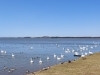 春先にクッチャロ湖に3,000羽の白鳥が飛来します「「はまとんべつ温泉ウィング」さんのご紹介です★」